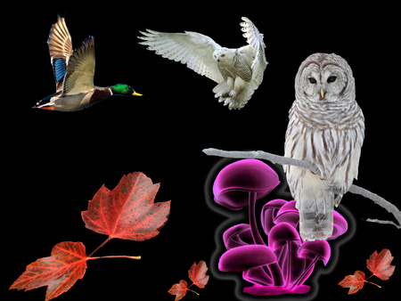 owl - owl, leafs, birds, owsome