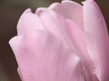 * Pink Diamond Tulip * - spingtime, sunshine, delicate, light, soft, diamond, forever, beautiful, pink, tulip