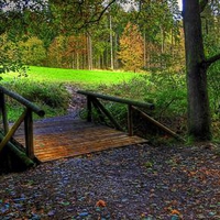 Bridge To The Forest