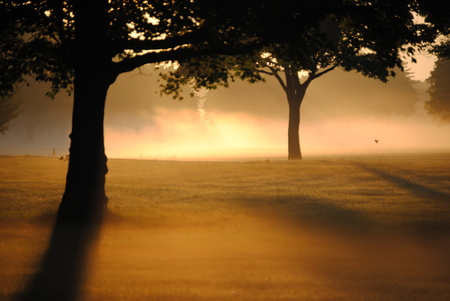 Morning mist - trees, beautiful, landscape, sunrise, gold, morning, black, glowing, nature, mist, field, background, sun