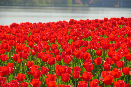 Tulips red carpet - carpet, beauty, colors, flowers, popular, river, tulips, nature, red, plants, field