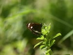 Butterfly in my garden