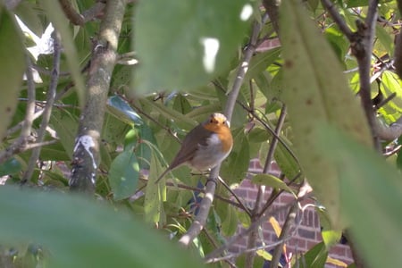 roodborstje - bird, little, red, roodborstje