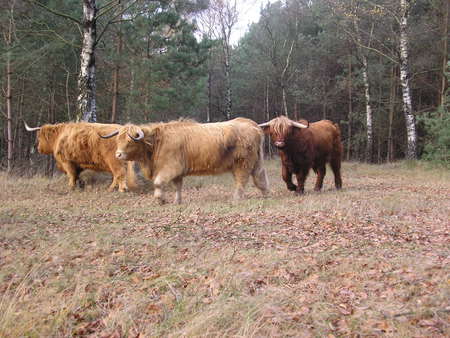 Wild cows - wildlife, cow, forest, holland