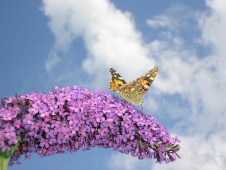 High in the sky - butterfly, flower, orange, sky