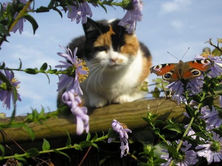 Danger around - butterfly, prey, cat, garden