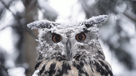 wall_1 - owl, bird, winter, nature, snow