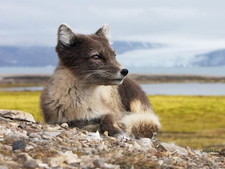 Fox - nature, animals, fox, gray