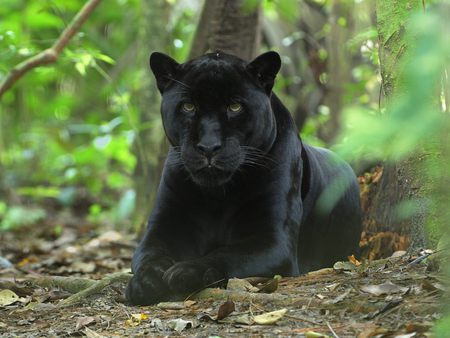 black cat - black, nature, green, cats, animals