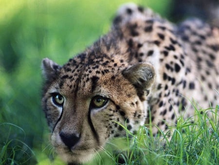 big cat - cats, nature, green, animals