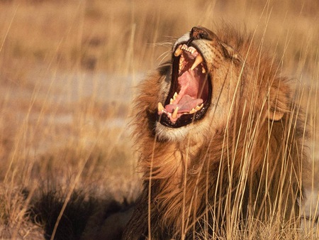 Sleepy Lion - lion, grass, nature, animals