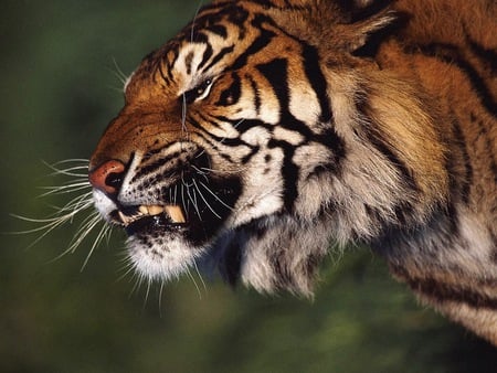 Tiger - picture, tiger, nature, animals