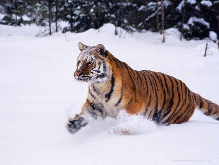 Snow Tiger - nature, tiger, animals, snow