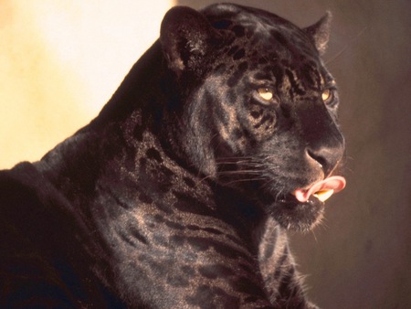 Black BigCat - big, nature, animals, cat