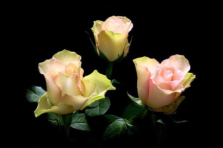 Trio - roses, cream, black background, green, pink, three