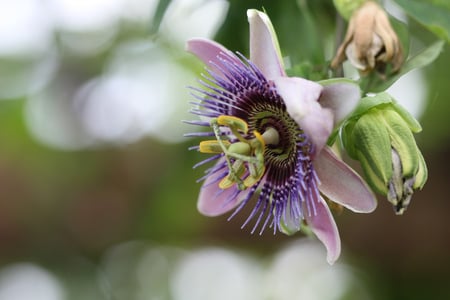 passionate-flower - nature, beauty, passion, colors, flowers