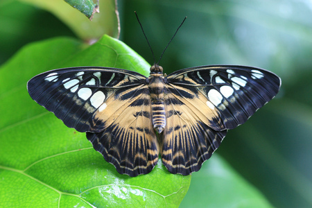 Butterfly-Redux - nature, redux, butterflies, nice, beauty, colors, animals