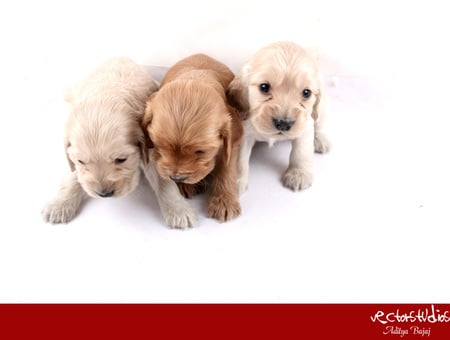 3 Lovely pups of mine - baby, puppy, dog, cocker spaniels, dogs, cute, puppies