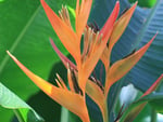 Birds-of-Paradise