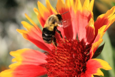 hovering - beauty, nice, nature, bee, colors, flowers, pollen