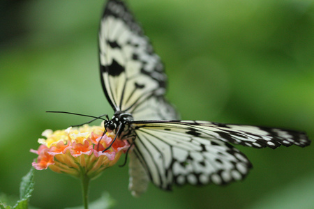 Nectar-Lunch - beauty, nature, lunch, animals, colors, flowers, butterflies