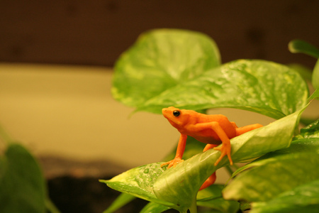 Its-not-East-Being...-Orange - beauty, nice, nature, animals, orange, leaf, eye