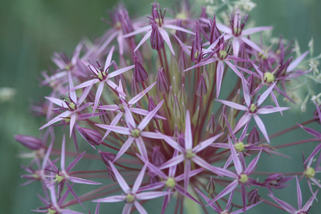 Supernova - flowers, nature, purple, beauty, supernova