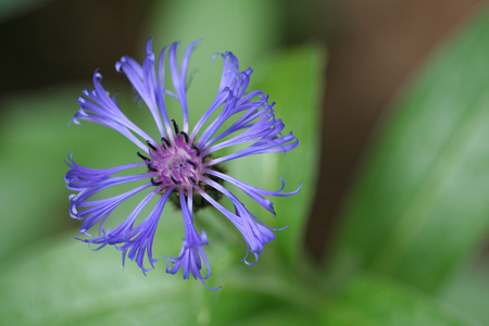 Blue-Supernova - nice, nature, beauty, blue, flowers