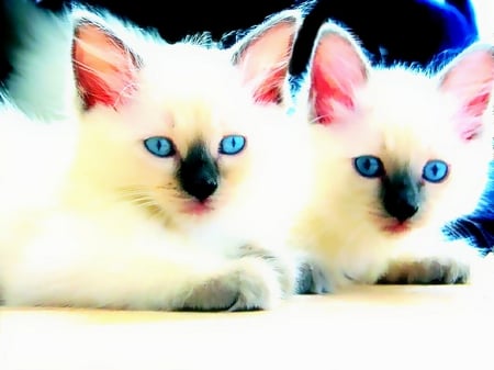 Blue - cute, cats, cat, soft