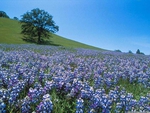 flower field