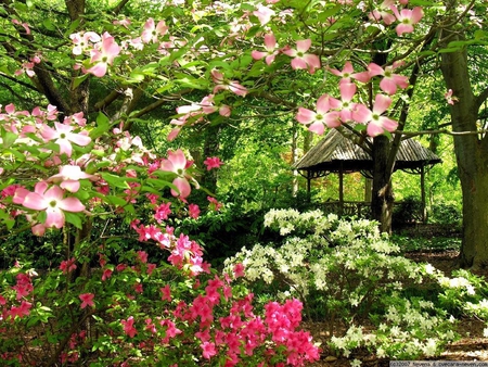 spring garden - flowers, blossoms, garden, spring