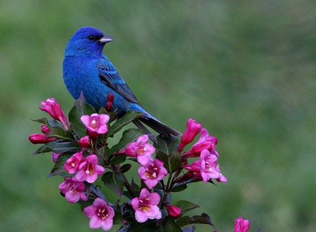 pink and blue - flowers, songbird, bird, nature, blossom