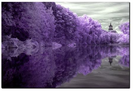 PURPLE LAKE - lake, trees, forest, purple