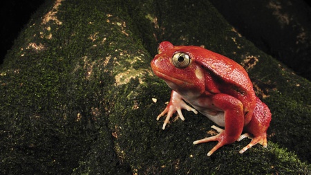 Red Frog - frog, red, animals, wood