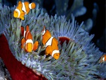 Clownfish Family