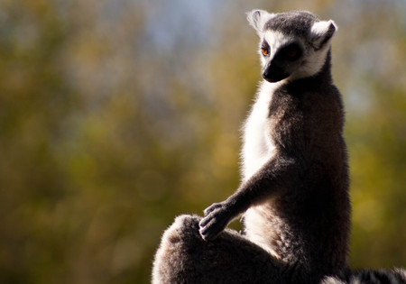 Lemur - animal, zoo, weather, lemur, park, sun