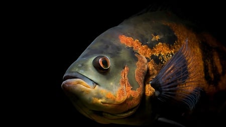 Astronotus ocellatus - fish, astronotus, amazon, animals