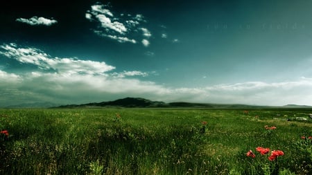 Run in the Fields - landscape, field, nature, gras