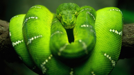 Green Emerald Boa - green, boa, reptiles, snake