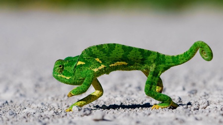 Creeping Chameleon - reptiles, animals, chameleon, green