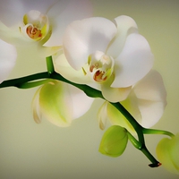 orchids