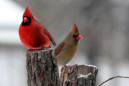 PAIR OF CARDINALS - cardinals, male, birds, female