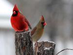 PAIR OF CARDINALS