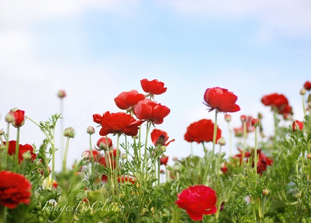 poppies - red, poppies, beautiful, field, nature