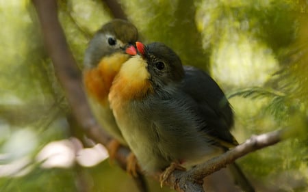 PERKINS ROBINS - robins, pair, birds, wild