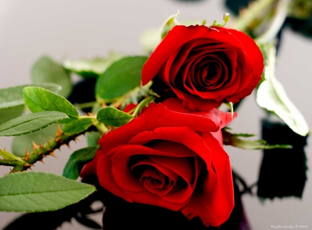 thorns & leaves - roses, beautiful, red, still life, thorns, leaves