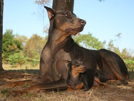 Doberman Pincher Mom and Baby - ground, flowers, trees, dobermans, nature, puppies, sky, animals