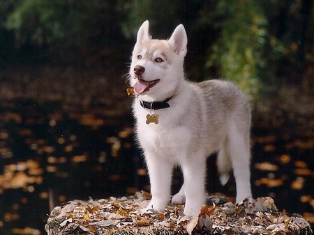 Siberian Puppy