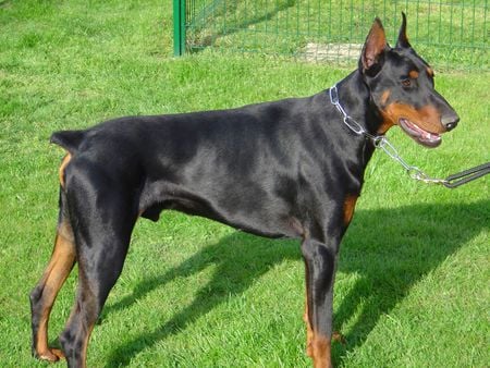 The Doberman!!!!!!!!!!!! - nature, animals, dogs, dobermans, puppies