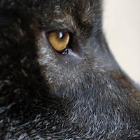 Eye of the Black Wolf